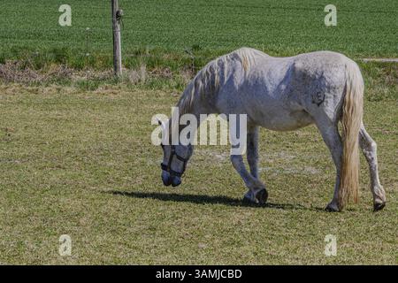 Ein weißes Pferd weidet auf einer grünen Wiese an einem sonnigen Tag, Bogen, Niederbayern Stockfoto