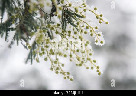 Flechtblumen gefroren im Winter Stockfoto
