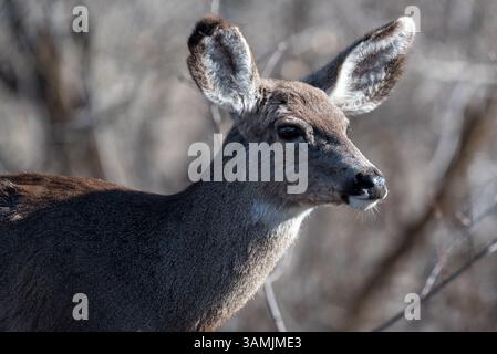 Mule Deer, Wallowa Valley, Oregon. Stockfoto