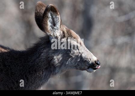 Mule Deer, Wallowa Valley, Oregon. Stockfoto