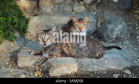 Zwei streunende Katzen auf Felsen auf der Krim Stockfoto