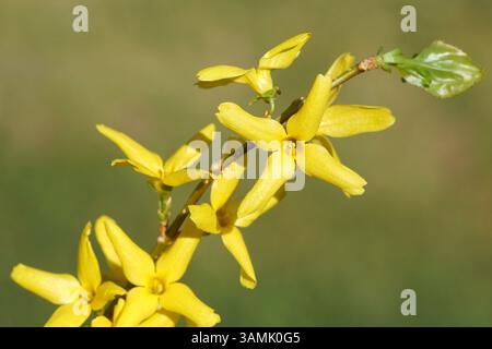 Schließen Sie den gelben Osterbaum oder die Forsythia-Blüten. Olive Familie, Oleaceae. Verwischter grüner holländischer Garten. Frühling, April, Niederlande Stockfoto