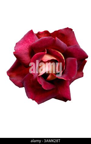 Burgunderrose isoliert auf weißem Hintergrund. Stockfoto