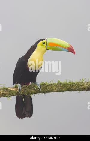 Toucan mit Kielschnabel in Costa Rica Stockfoto