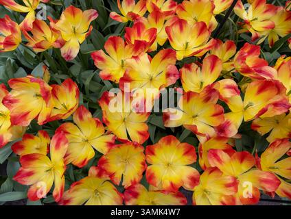 Bunte Tulpe genannt Suncatcher Triumph Gruppe. Tulpen sind in Gruppen unterteilt, die durch ihre Blütenmerkmale definiert werden Stockfoto