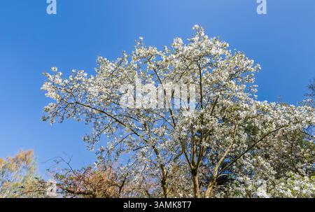 Weiße Frühlingsblühende Magnolia stellata, ein großer Zierbaum in Blüte vor einem klaren blauen Himmel in einem Garten in Surrey, Südosten Englands Stockfoto