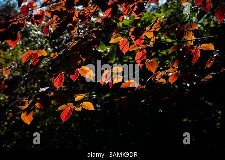 Hinterleuchtete Blätter einer Kupferbuche (Fagus sylvatica f. purpurea), die im Frühjahr im RHS Garden Wisley, Surrey, Südostengland wächst Stockfoto