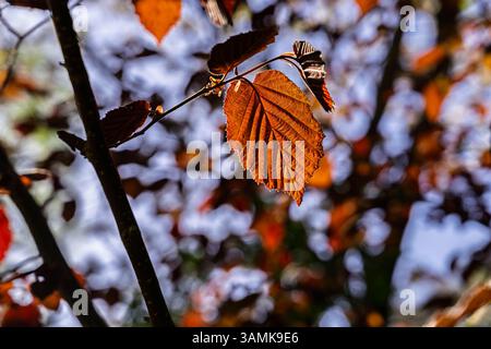 Hinterleuchtete Blätter einer Kupferbuche (Fagus sylvatica f. purpurea), die im Frühjahr im RHS Garden Wisley, Surrey, Südostengland wächst Stockfoto