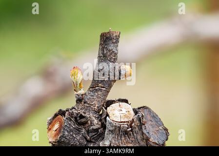 Nahaufnahme junger Knospen an Rebzweigen im Frühjahr. Junge Blütenstände der Reben. Traditionelle Landwirtschaft. Sardinien, Italien. Stockfoto