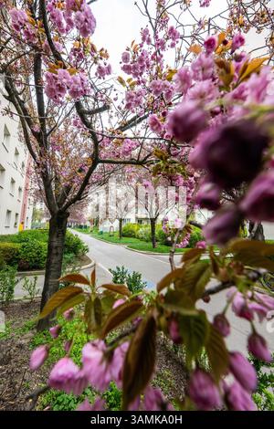 Kirschblüte beim Hainburger Weg im 3. Bezirk Wien Landstraße am 10.04.2025. // Kirschblüte am Hainburger Weg im 3. Wiener Gemeindebezirk, Landstraße, am 10. April 2025. - 20250410 PD19654 Credit: APA-PictureDesk/Alamy Live News Stockfoto