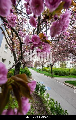 Kirschblüte beim Hainburger Weg im 3. Bezirk Wien Landstraße am 10.04.2025. // Kirschblüte am Hainburger Weg im 3. Wiener Gemeindebezirk, Landstraße, am 10. April 2025. - 20250410 PD19651 Credit: APA-PictureDesk/Alamy Live News Stockfoto