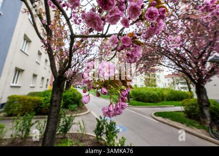 Kirschblüte beim Hainburger Weg im 3. Bezirk Wien Landstraße am 10.04.2025. // Kirschblüte am Hainburger Weg im 3. Wiener Gemeindebezirk, Landstraße, am 10. April 2025. - 20250410 PD19649 Credit: APA-PictureDesk/Alamy Live News Stockfoto