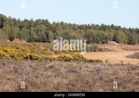 Ein Blick auf die Landschaft über Heidekraut, Ginster und offene Heideflächen in Richtung eines Waldes mit blauem Himmel darüber Stockfoto