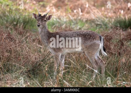 Ein junger Damhirsch (Dama dama) mit kleinen Geweihen, im Gras stehend und nach links gerichtet Stockfoto