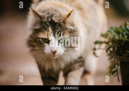 Grünäugige Katze, die auf die Kamera zugeht Stockfoto