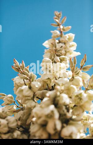 Makroaufnahme einer blühenden Yukkenblume in der Wüste Texas unter blauem Himmel Stockfoto
