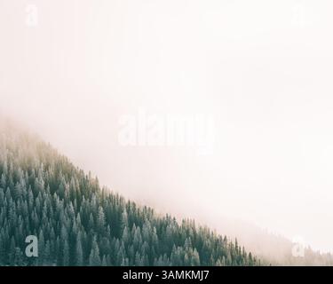 Schwedische Waldgipfel an einem nebeligen Morgen in den Bergen Stockfoto