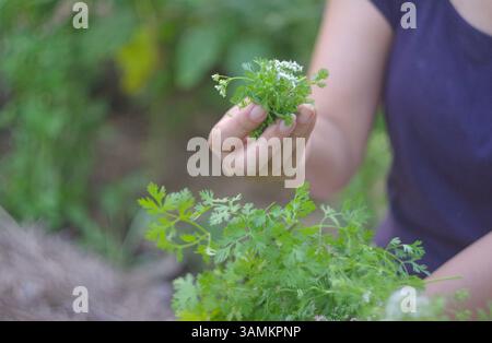 Frau, die die kleinen weißen Blumen von Koriander zeigt Stockfoto