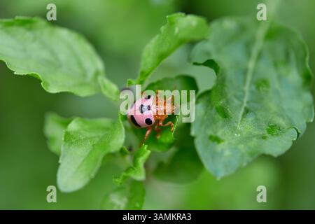 Nahaufnahme von rosa Marienkäfer auf grünem Blatt Stockfoto