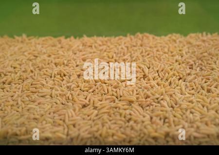 Fliegenlarven. WIMMELNDE FLIEGENLARVEN für Experimente Stockfoto