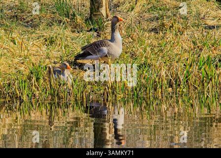 Ein Paar Greylag-Gänse stehen am Wasserrand, beleuchtet von Sonnenlicht Stockfoto