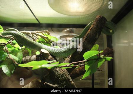 Philodryas baroni grünlange Schlange krabbelt auf Ästen und schlängelt sich im Terrarium Stockfoto