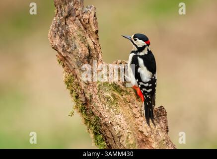 Großer Spotspecht, erwachsener männlicher, wissenschaftlicher Name: Dendrocopos Major, Wächter und auf Nahrungssuche auf verrottetem alten Baumstamm. Helle, scharfe Augen und sein Stockfoto