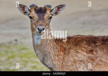 In Waterleidingduinen, den Niederlanden, steht ein majestätischer Hirsch mit großen Geweihen stolz inmitten karger Sträucher und Gras und fängt wilde, ruhige Schönheit ein. Stockfoto
