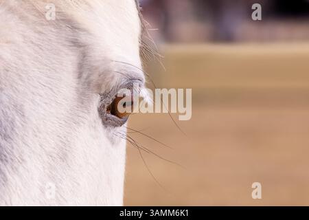 In Idaho, USA, fängt diese atemberaubende Nahaufnahme eines Pferdeauges eine kräftige braune Iris ein, die von weichem weißem Fell eingerahmt wird und intimen natürlichen Reiz und puren Glanz ausstrahlt Stockfoto