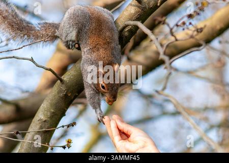 Das östliche graue Eichhörnchen streckt aus dem Baumzweig in Verbindung mit der Natur und der Tierwelt in die menschliche Hand Stockfoto