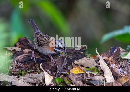 Ein Andensperling, Zonotrichia capensis, der in Kolumbien auf der Suche ist. Stockfoto