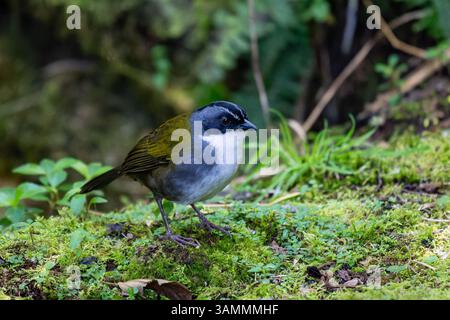 Ein grauer Pinselfink, Arremon assimilis, auf dem moosigen Waldboden im Hochland Kolumbiens. Stockfoto