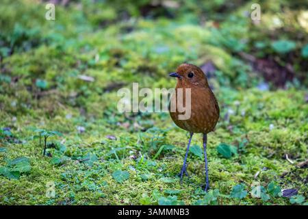 Ein höchst geheimnisvolles Ecuatorial Antpitta, Grallaria saturata, auf dem Waldboden in Westkolumbien. Stockfoto