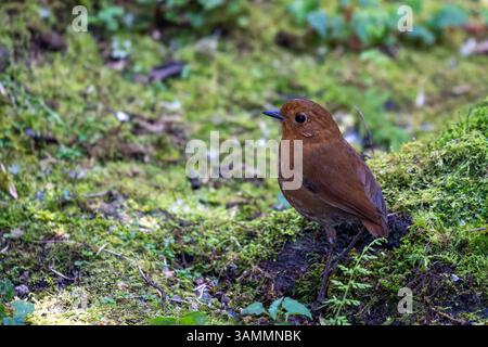 Ein höchst geheimnisvolles Ecuatorial Antpitta, Grallaria saturata, auf dem Waldboden in Westkolumbien. Stockfoto