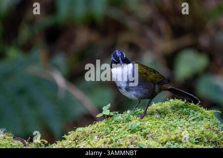 Ein grauer Pinselfink, Arremon assimilis, auf dem moosigen Waldboden im Hochland Kolumbiens. Stockfoto