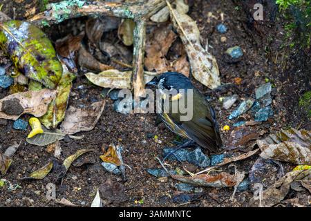 Antpitta, Grallaricula lineifrons, suchte auf dem Waldboden Kolumbiens nach Nahrungsmitteln. Stockfoto