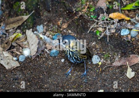Antpitta, Grallaricula lineifrons, suchte auf dem Waldboden Kolumbiens nach Nahrungsmitteln. Stockfoto