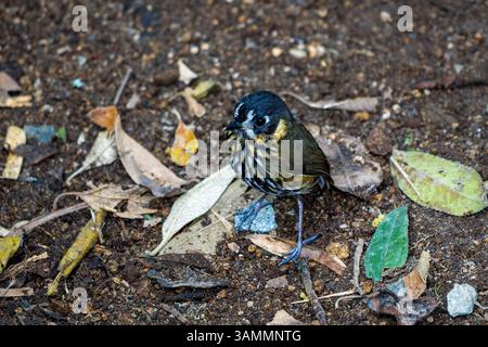 Antpitta, Grallaricula lineifrons, suchte auf dem Waldboden Kolumbiens nach Nahrungsmitteln. Stockfoto