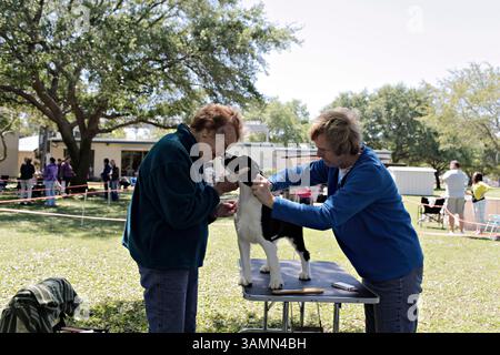 30. März 2014 - St. Petersburg, Florida, USA - MELISSA LYTTLE | Times. Nancy Siver aus St. Petersburg bekommt einen Kuss von der viermonatigen englischen Springer Spaniel namens Luci, während Kathie Milne von Tarpon Springs Luci pflegt, bevor sie sie zeigt. Luci gewann den Preis für den besten Junior Welpen im Spiel, der einem 4-6 Monate alten Welpen verliehen wurde. Die St. Petersburg Dog Fanciers Dog Show im Azalea Park am Sonntag war für alle AKC registrierten Hunde geöffnet und war die perfekte Gelegenheit, herauszufinden, ob Hundeshows für Sie und Ihren Hund sind. Für viele war es das erste Mal, dass ihr Hund gezeigt wurde, seit es einen 4-6 Monate alten divi gab Stockfoto