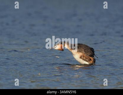 Greben ernähren sich von Fischen, aber gelegentlich ist ihr Fang zu groß, um ihn trotz großer Anstrengung zu schlucken! Stockfoto