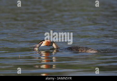 Greben ernähren sich von Fischen, aber gelegentlich ist ihr Fang zu groß, um ihn trotz großer Anstrengung zu schlucken! Stockfoto