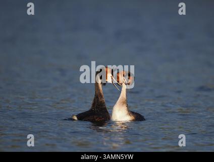 Greben ernähren sich von Fischen, aber gelegentlich ist ihr Fang zu groß, um ihn trotz großer Anstrengung zu schlucken! Stockfoto