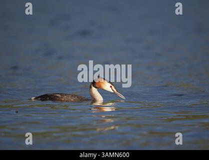 Greben ernähren sich von Fischen, aber gelegentlich ist ihr Fang zu groß, um ihn trotz großer Anstrengung zu schlucken! Stockfoto