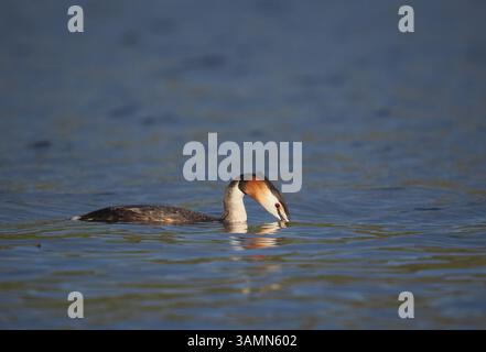 Greben ernähren sich von Fischen, aber gelegentlich ist ihr Fang zu groß, um ihn trotz großer Anstrengung zu schlucken! Stockfoto