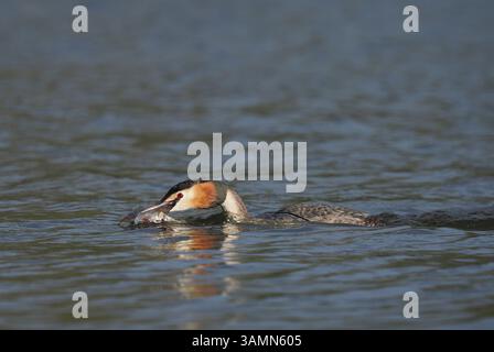 Greben ernähren sich von Fischen, aber gelegentlich ist ihr Fang zu groß, um ihn trotz großer Anstrengung zu schlucken! Stockfoto