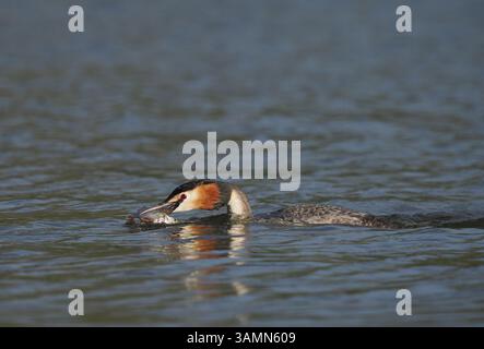 Greben ernähren sich von Fischen, aber gelegentlich ist ihr Fang zu groß, um ihn trotz großer Anstrengung zu schlucken! Stockfoto