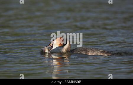 Greben ernähren sich von Fischen, aber gelegentlich ist ihr Fang zu groß, um ihn trotz großer Anstrengung zu schlucken! Stockfoto