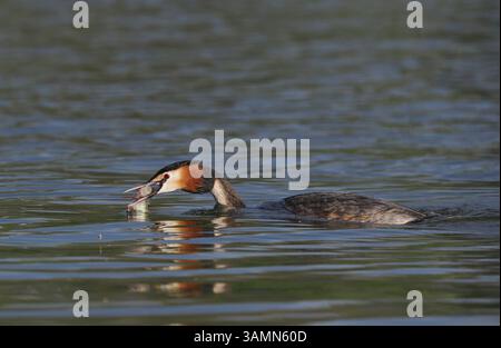 Greben ernähren sich von Fischen, aber gelegentlich ist ihr Fang zu groß, um ihn trotz großer Anstrengung zu schlucken! Stockfoto