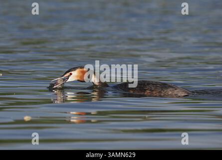 Greben ernähren sich von Fischen, aber gelegentlich ist ihr Fang zu groß, um ihn trotz großer Anstrengung zu schlucken! Stockfoto