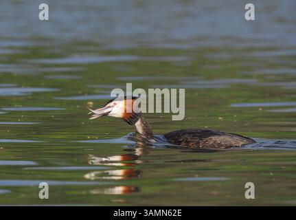 Greben ernähren sich von Fischen, aber gelegentlich ist ihr Fang zu groß, um ihn trotz großer Anstrengung zu schlucken! Stockfoto